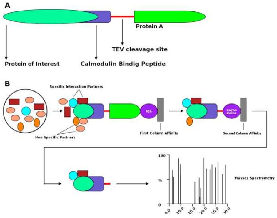 TAP-MS method. TAP purifies protein complexes and removes the molecules of contaminants and MS identifies the complex components