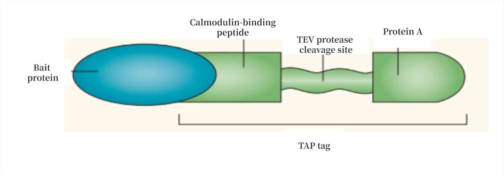 Lukas Alfons Huber. Nature Reviews Molecular Cell Biology