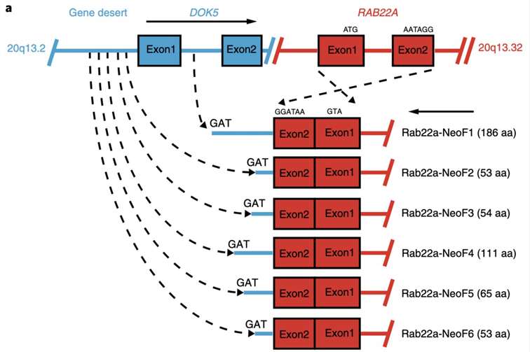 Tandem Affinity Purification (TAP)-MS Service