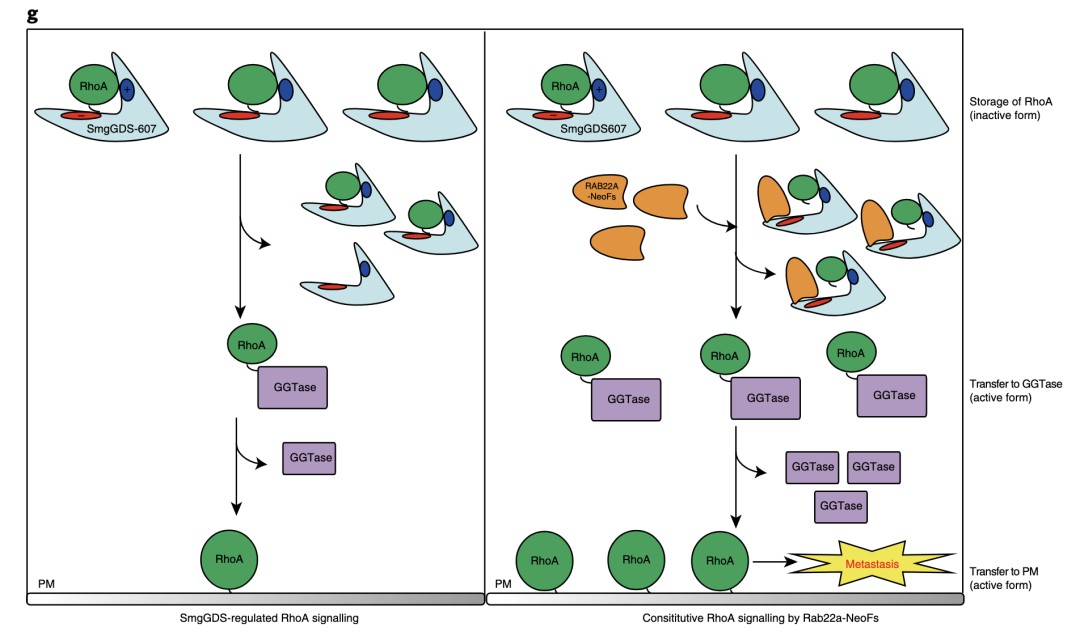 Tandem Affinity Purification (TAP)-MS Service