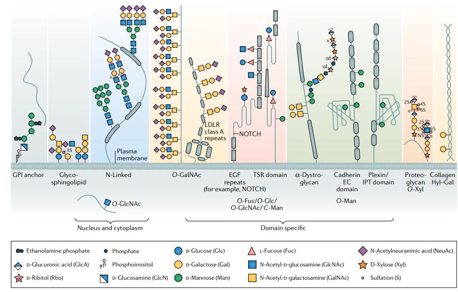 Main classes of glycoconjugates of the human cellular glycome