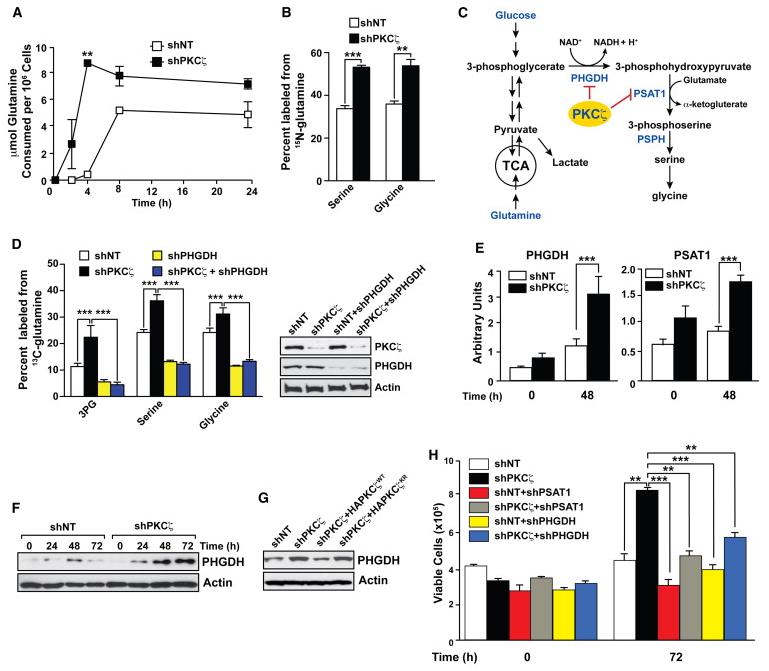 Figure 1. Metabolic reprogramming of PKCζ via glutamine