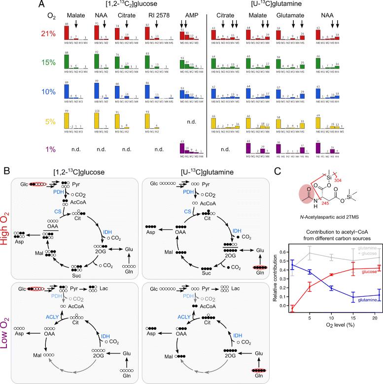 Figure 3. Effects of different oxygen levels on MIDs and metabolic fluxes in lung cancer cells fed with [1,2-13C2]glucose or [U-13C]glutamine.