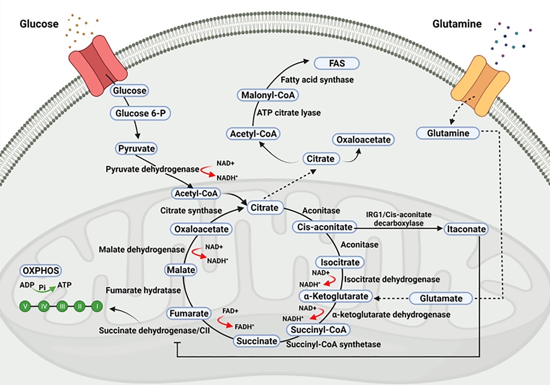 TCA Cycle Analysis Service