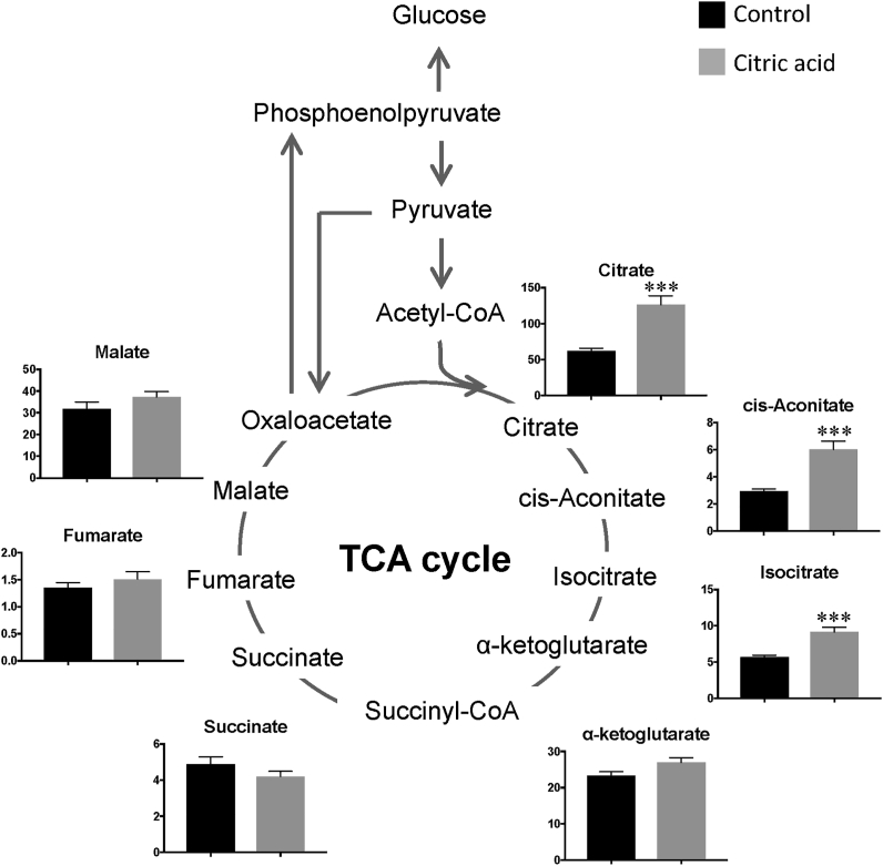 TCA Cycle Analysis Service