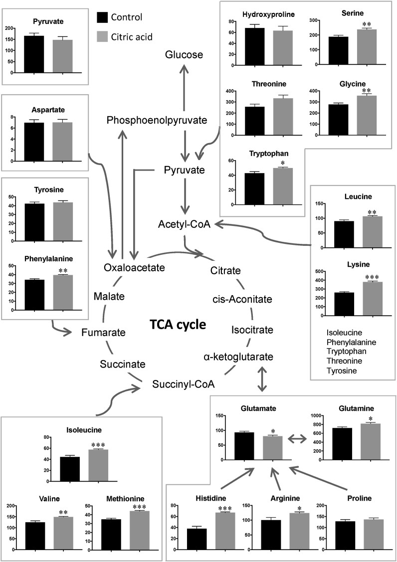 TCA Cycle Analysis Service