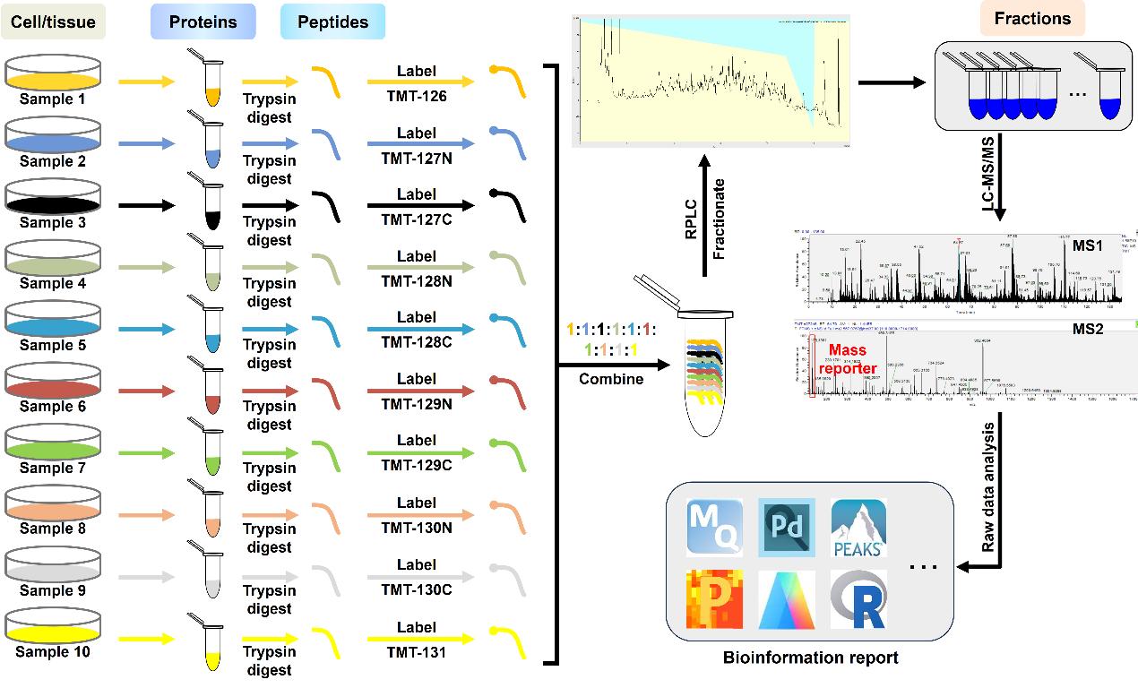 TMT based proteomics service