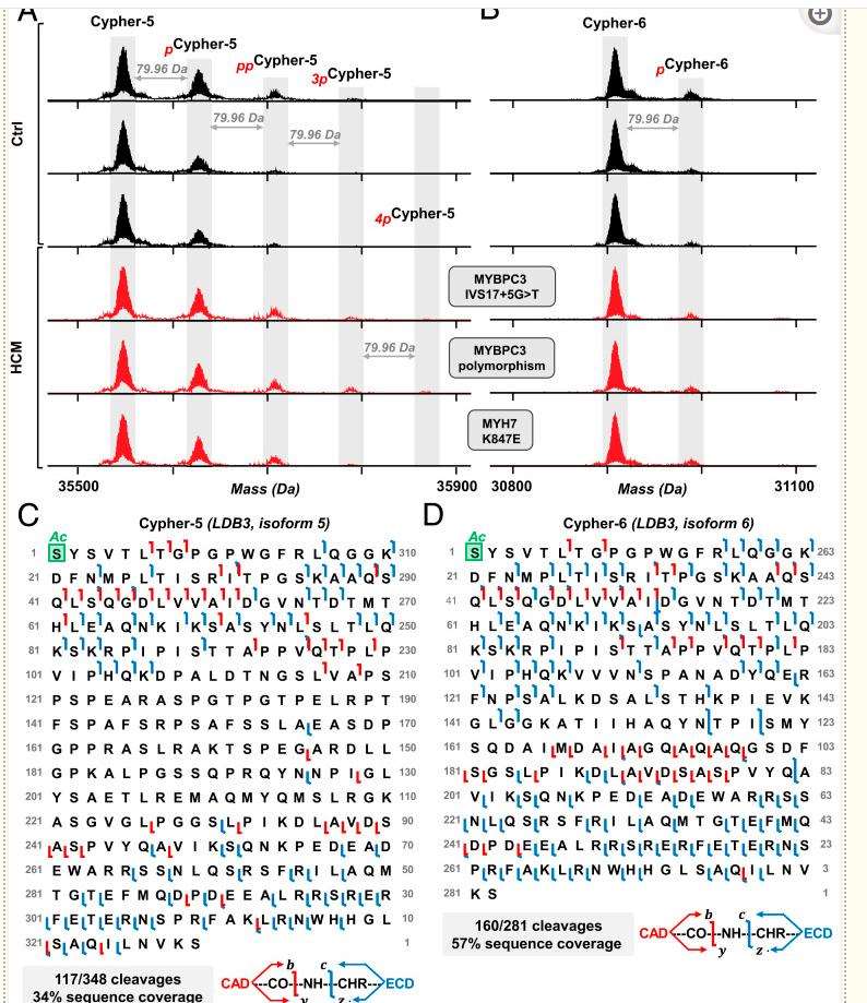 Fig. 4. Top-down MS characterization of cypher proteoforms in HCM.