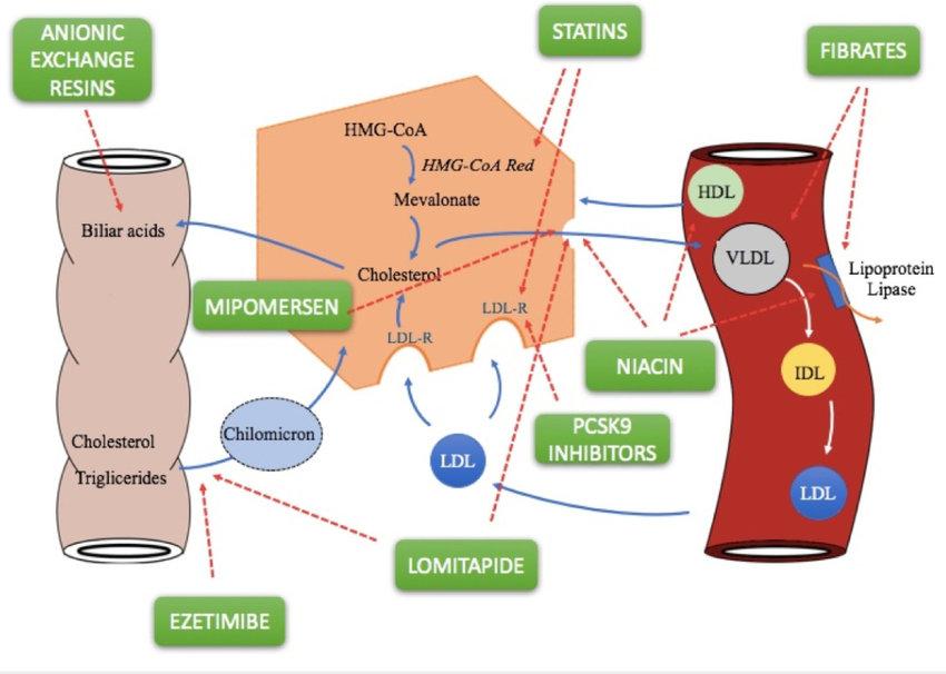 Cholesterol and triglyceride metabolism, and molecular mechanisms of lipid-lowering drugs