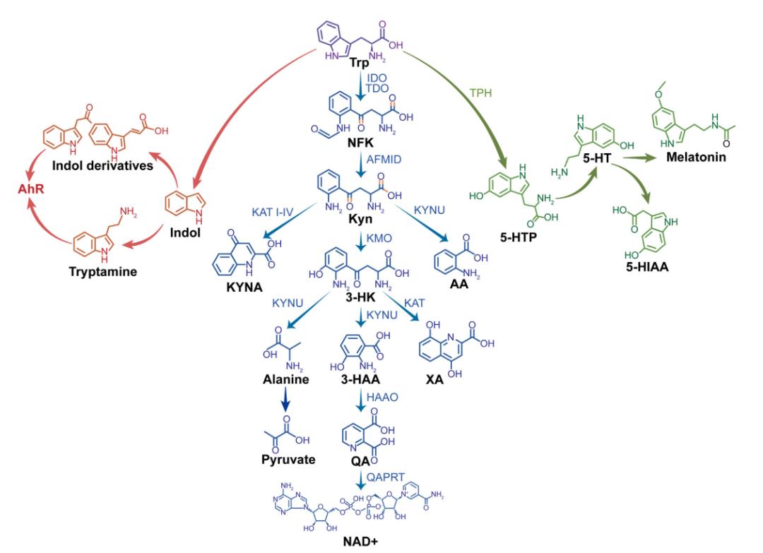 Tryptophan Metabolism Analysis Service