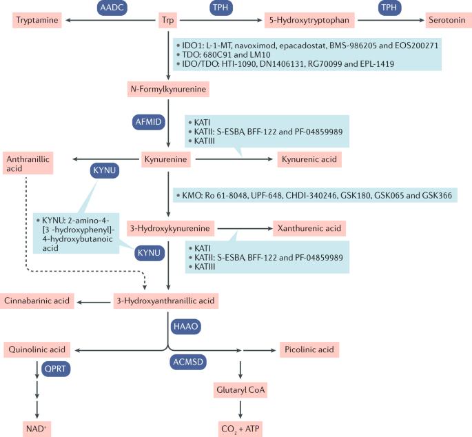 Tryptophan catabolism, key therapeutic targets and drugs in development