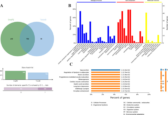 TurboID Proximity Labeling for Identifying Protein Interactions