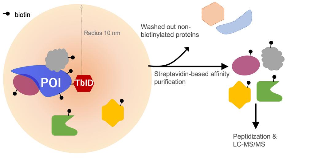 Principle of TurboID Proximity Labeling