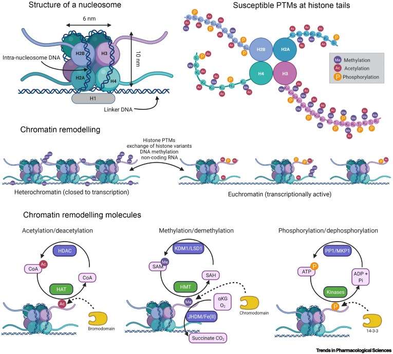 Post-translational modifications (PTMs) at histone tails and their impact on chromatin remodelling