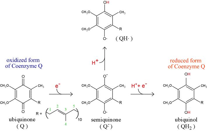 Structure of ubiquinone