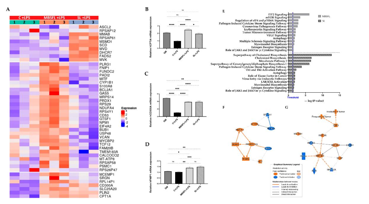 Heatmap and network diagrams illustrating gene expression changes and pathway activation by MBSFL and SL in macrophages.