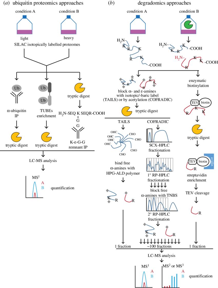 Ubiquitin Proteomics in Biology and Medicine