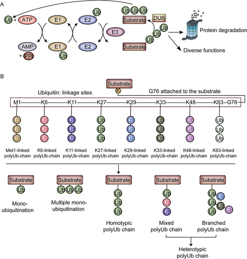 Figure 1. The cycle of Ub signaling and Ub proteoforms