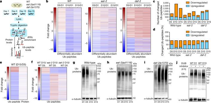 Ubiquitinated Proteomics Analysis