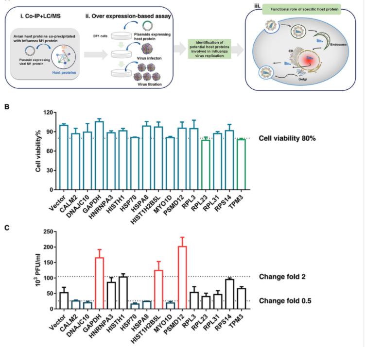 FIG 1 PSMD12 was identified to positively regulate the proliferation of the H5N6 influenza virus.