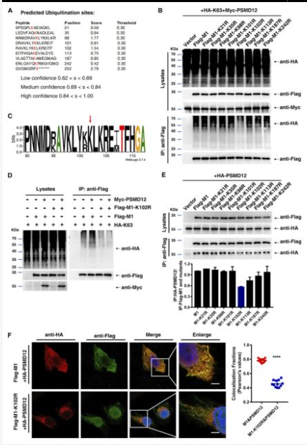 FIG 5 The K102 site is critical for K63-linked ubiquitination of M1 and K102R impairs the interaction between M1 and PSMD12.