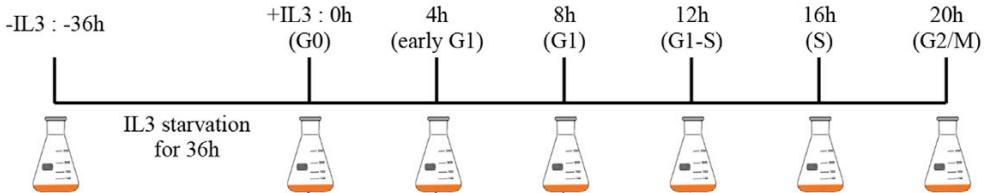 Unraveling Cell Cycle Dynamics: Proteomic and Metabolomic Insights