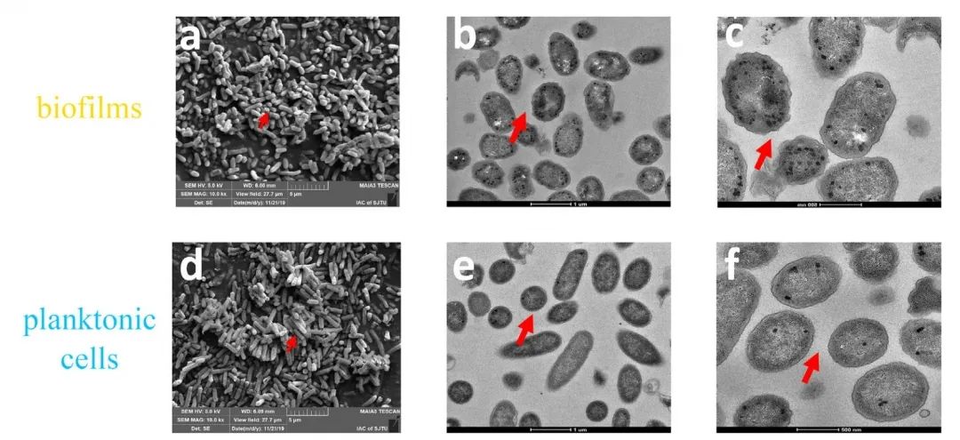 Figure 1. Phenotypic Observations Show Unique Tissue Structure of E. coli UTI89 Biofilm Compared to Planktonic Bacteria (a) SEM image of E. coli UTI89 biofilm; (b) and (c) TEM images of E. coli UTI89 biofilm; (d) SEM image of planktonic cells; (e) and (f) TEM images of planktonic cells.