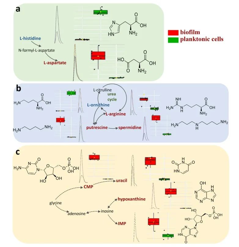 Figure 2. Qualitative and Quantitative Characterization of Different Metabolites and Associated Metabolic Pathways Based on Mass Spectrometry, Showing Significant Changes during Biofilm Formation Process. (a) Histidine metabolism; (b) Urea cycle; (c) Nucleotide biosynthesis.