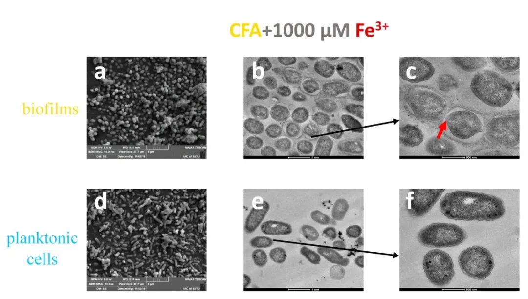 Figure 3. Comparative Phenotypic Imaging Reveals Different Structures of Biofilms Before and After Treatment with 1000 mM Iron. (a) SEM image of E. coli UTI89 biofilm; (b) and (c) TEM images of E. coli UTI89 biofilm; (d) SEM image of planktonic cells; (e) and (f) TEM images of planktonic cells.