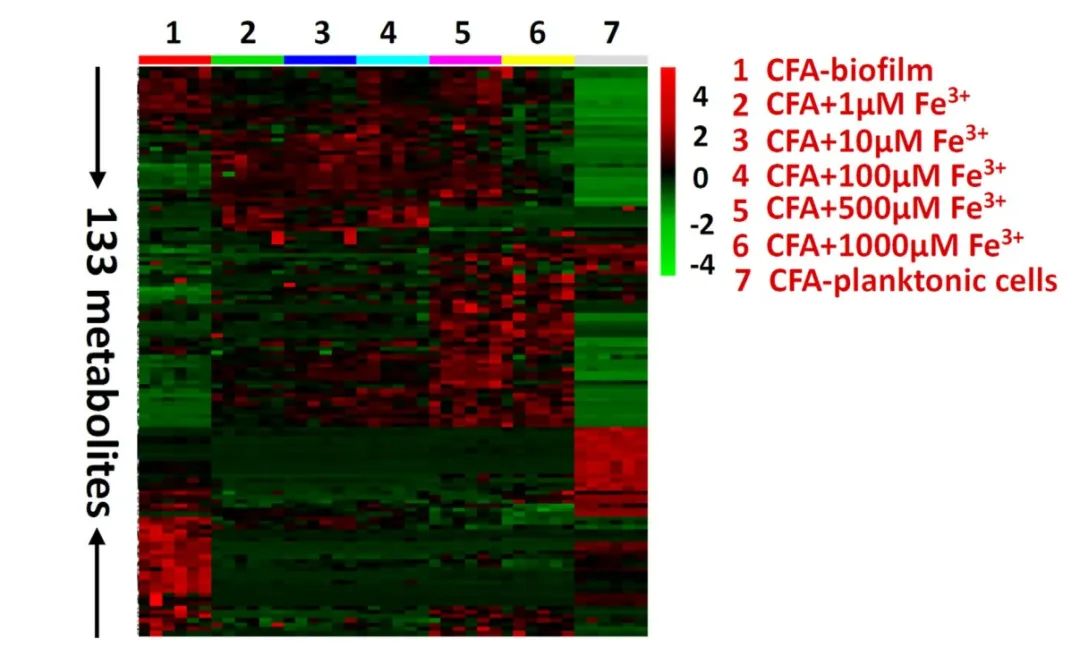 Figure 4. Targeted Metabolomics Analysis Shows that Iron Can Regulate Small Molecule Metabolism of Biofilms in a Concentration-Dependent Manner