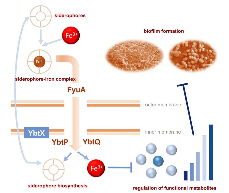 Figure 8. Schematic Diagram of Biofilm Formation Mechanism Inside Bacterial Organisms