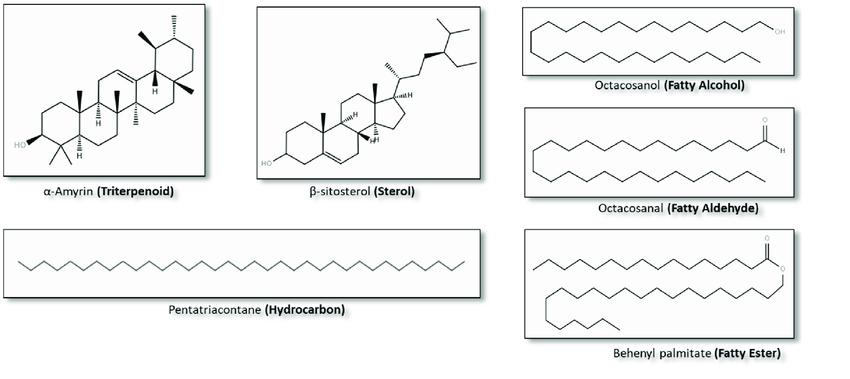 Examples of chemical compounds from plant waxes.