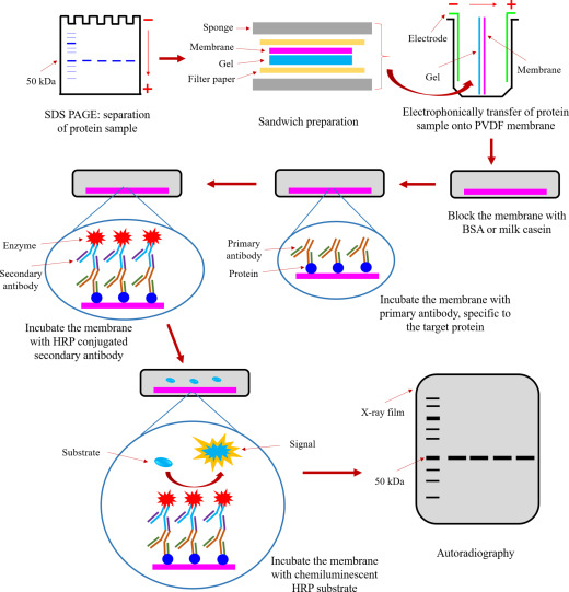 The steps of western blotting