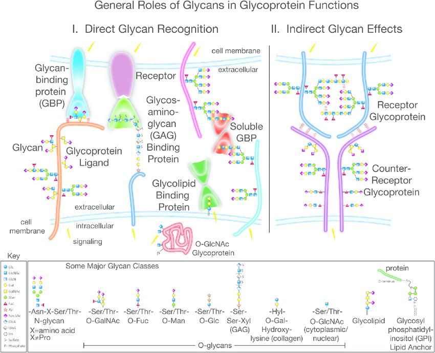 General Roles of Glycans in Glycoprotein Functions