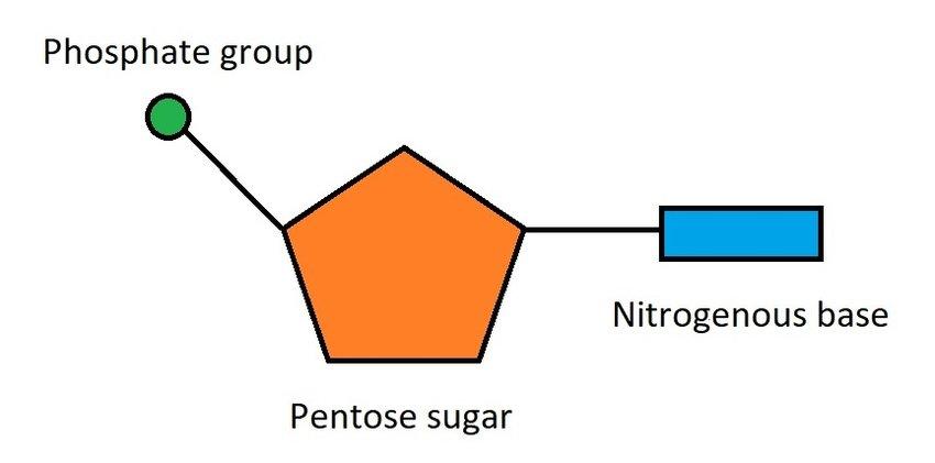 The structure of a nucleotide