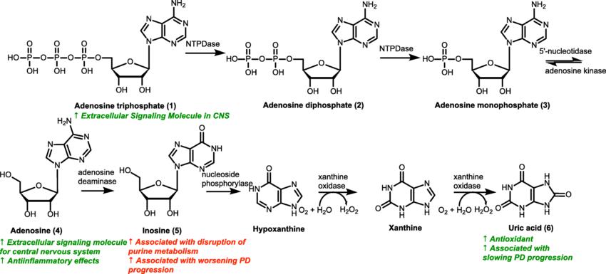 What are Nucleotides?