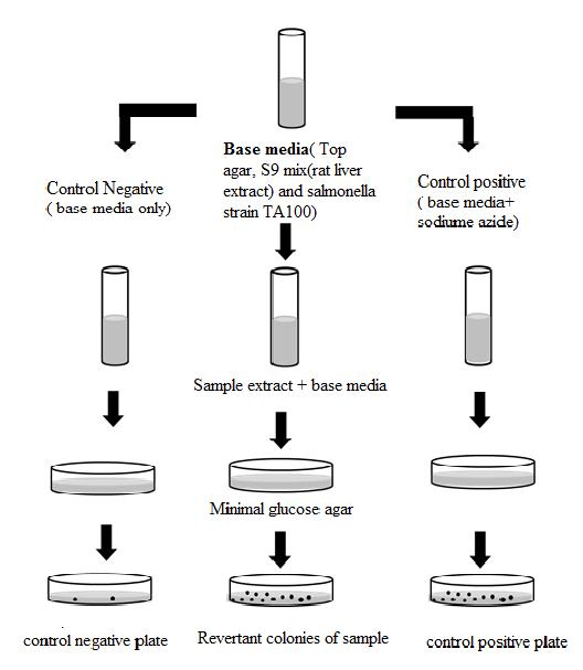 A flowchart for Ames test procedure