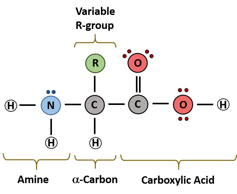 What is Amino Acid?