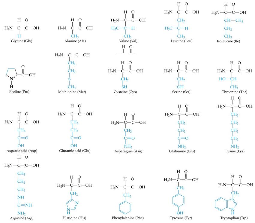 Chemical structure for the 20 amino acids that are found in all naturally occurring proteins