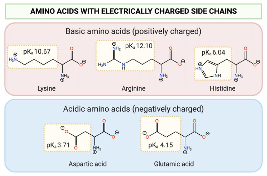 Structure of common basic and acidic amino acids, with the pKa values of side chain functionalities shown