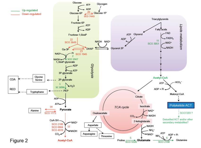 Schematic representation of central metabolic pathways of S.lividans TK24 and its ppk mutant