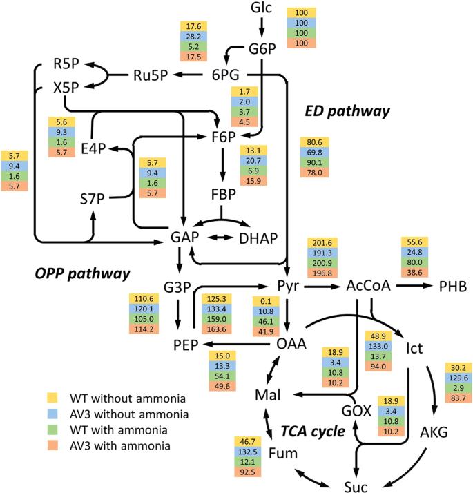 Metabolic flux maps of A. vinelandii wt and AV3 with and without ammonium.