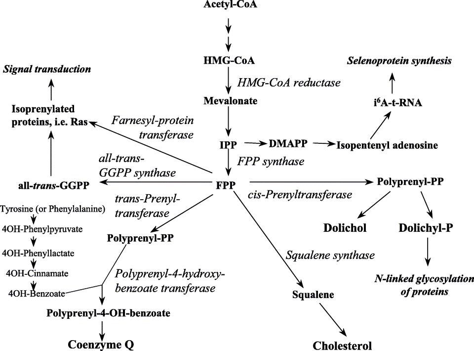 The enzymatic conversion and condensation of acetate to farnesyl-PP and subsequent biosynthesis of CoQ, cholesterol and dolichol