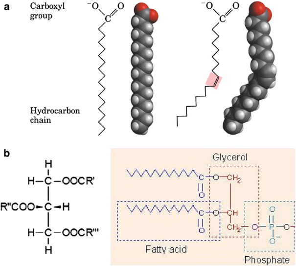 (a) Fatty acid chains. (b) Lipid molecules.