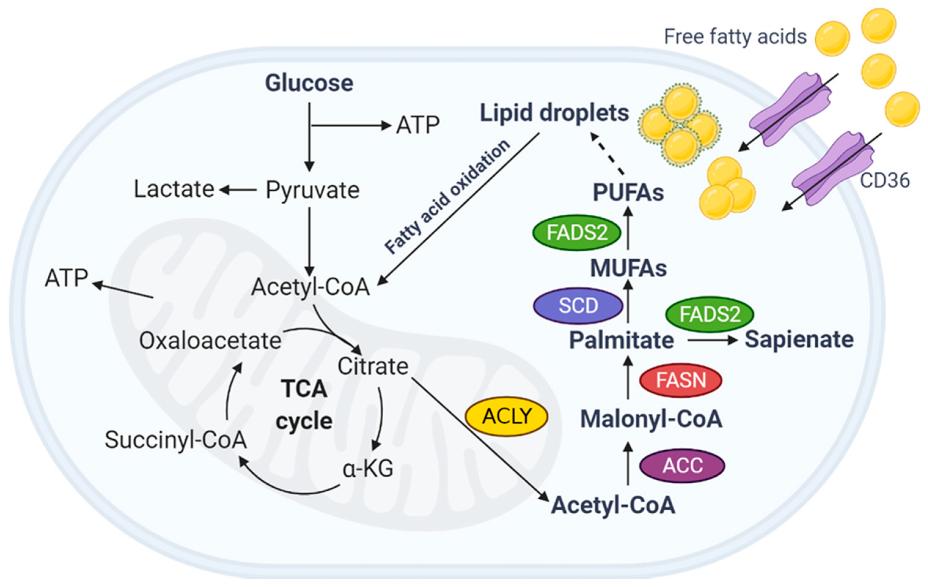 Fatty acid metabolism in the TME of ovarian cancer