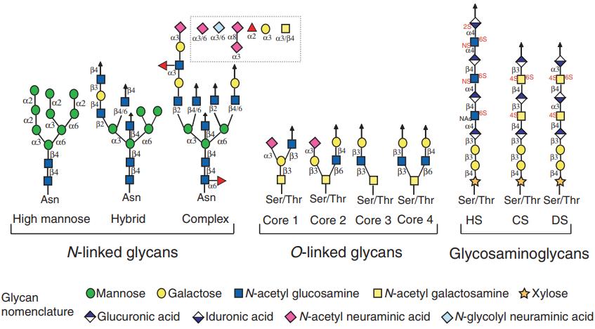 Chemical diversity of glycans