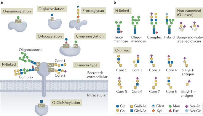 What is Glycoproteomics?