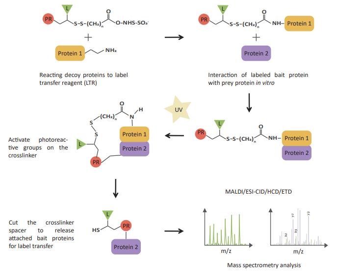 What is Label Transfer Protein Interaction?