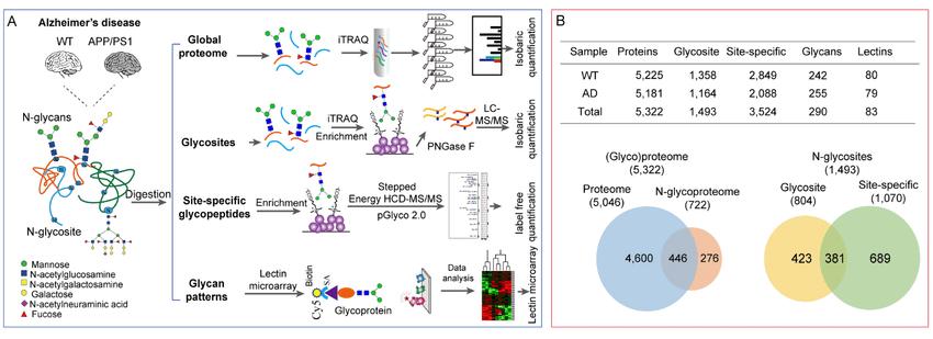 The multilayered N-glycoproteomics workflow