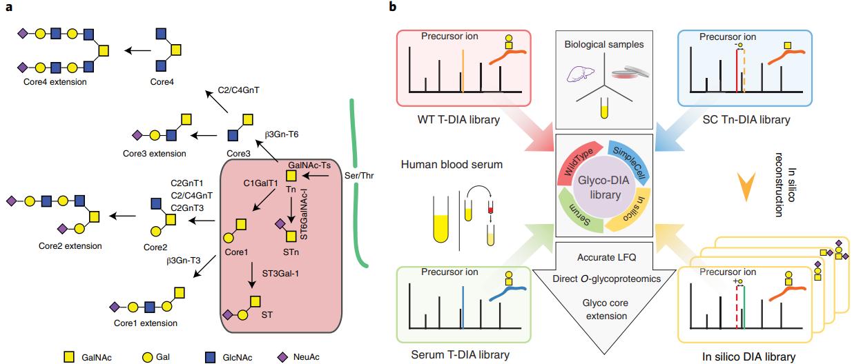 Graphic depiction of the O-GalNAc glycosylation pathway and Glyco-DIA libraries design